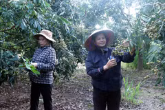Người dân xã Tân Hưng (tỉnh Hưng Yên) cắt tỉa quả non cho vườn nhãn đặc sản ở thời điểm chuẩn bị vào nước 1, chuẩn bị các điều kiện tốt nhất cho vụ thu hoạch. (Ảnh: Đinh Văn Nhiều/TTXVN)