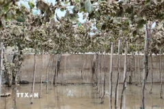 Nhiều vườn nho ở xã Ninh Phước (Khánh Hòa) đối diện nguy cơ mất trắng sau mưa lũ. (Ảnh: Nguyễn Thành/TTXVN)