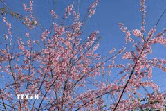 Hoa anh đào nở rộ tại xã Măng Ri, tỉnh Quảng Ngãi, nơi được biết đến là “thủ phủ” của cây sâm Ngọc Linh. (Ảnh: Cao Nguyên/TTXVN)