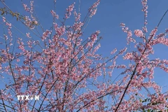 Hoa anh đào nở rộ tại xã Măng Ri, tỉnh Quảng Ngãi, nơi được biết đến là “thủ phủ” của cây sâm Ngọc Linh. (Ảnh: Cao Nguyên/TTXVN)