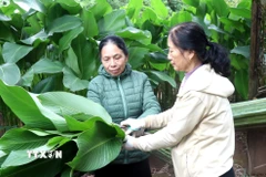 Những lá dong có bản to, xanh mướt được người dân thu hoạch để phục vụ thị trường Tết Nguyên đán. (Ảnh: Đinh Văn Nhiều/TTXVN)