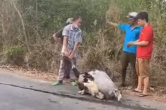 Một con đà điểu đã chết
