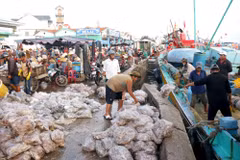 Tàu thuyền cập bến cảng Phan Thiết, phường Phan Thiết (Lâm Đồng) bốc dỡ hải sản sau chuyến khai thác dài ngày. (Ảnh: Hồng Hiếu/TTXVN)