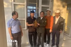 Các lực lượng chức năng tiếp nhận cá thể rùa núi viền thuộc nhóm nguy cấp, quý hiếm từ người dân. (Ảnh: TTXVN phát)