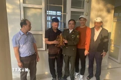 Các lực lượng chức năng tiếp nhận cá thể rùa núi viền thuộc nhóm nguy cấp, quý hiếm từ người dân. (Ảnh: TTXVN phát)