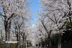 Một con đường ở thủ đô Tokyo có tới 3 hàng cây anh đào Shomei Yoshino tỏa sáng. (Ảnh: Nguyễn Tuyến/Vietnam+)