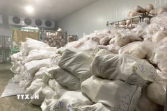 Các lực lượng chức năng của tỉnh Gia Lai phát hiện và bắt giữ hàng ngàn sản phẩm heo đông lạnh. (Ảnh: Quang Thái/TTXVN)