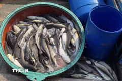 Các hộ nuôi thu gom cá bớp chết. (Ảnh: TTXVN phát)