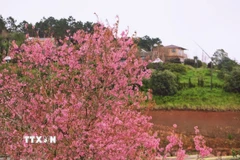 Vùng ngoại ô Đà Lạt thêm quyến rũ trong sắc hoa mai anh đào. (Ảnh: Nguyễn Dũng/TTXVN)