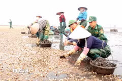 Thực tế khảo sát cho thấy tỷ lệ ngao chết trên 80% tập trung ở các các bãi triều cao và những khu vực thả nuôi với mật độ quá dày. (Ảnh: Nguyễn Công Hải/TTXVN)