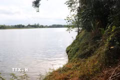 Sạt lở bờ sông Thạch Hãn khiến nhiều diện tích đất sản xuất của người dân xã Ái Tử không còn. (Ảnh: Tường Vi/TTXVN)