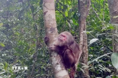 Một cá thể khỉ mặt đỏ. (Ảnh: TTXVN phát)