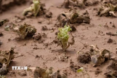 Khu vực vườn sản xuất rau màu ven sông Đa Nhim ở Lâm Đồng thiệt hại gần 2.000ha. (Ảnh: Nguyễn Dũng/TTXVN)