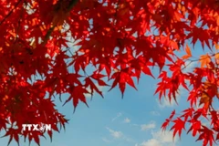 Biểu tượng của Nhật Bản mang vẻ đẹp trầm mặc mỗi độ Thu về. (Ảnh: Xuân Giao/TTXVN)