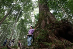 Quần thể rừng pơmu có nhiều cây ghi nhận tuổi đời từ khoảng 300 năm đến hơn 1.000 năm tuổi. (Ảnh: Khoa Chương/TTXVN)