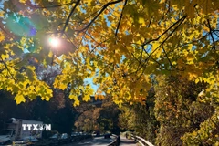 Khi chiều buông, ánh nắng cuối cùng len qua tán cây, tạo nên một khung cảnh lãng mạn như tranh vẽ. (Ảnh: Ngọc Quang/TTXVN)