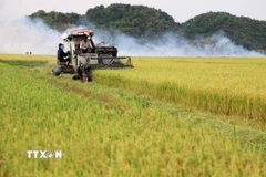 Thu hoạch lúa gạo. (Ảnh: Hồng Đạt/TTXVN)