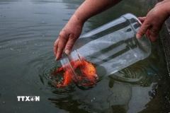Thả cá chép tiễn ông Công, ông Táo về trời. (Nguồn: TTXVN)
