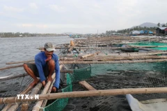 Người nuôi trồng hải sản trong đầm Cù Mông (tỉnh Đắk Lắk) nỗ lực làm lại lồng, bè nuôi vừa nuôi lại số ít cá còn sót lại sau bão, vừa chuẩn bị cho vụ nuôi mới. (Ảnh: Hải Âu-Kha Phạm/TTXVN)