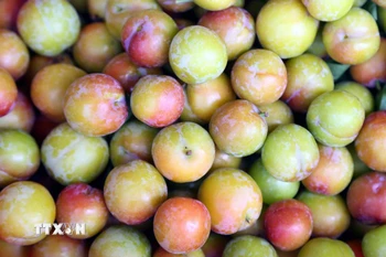 Mận tam hoa ở xã Chiềng Cọ, thành phố Sơn La quả to, ngon, giòn hơn, được thị trường ưa chuộng. (Ảnh: Quang Quyết/TTXVN)