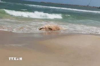 Xác cá voi bị phân hủy trôi dạt vào bờ biển Mỹ Thủy. (Ảnh: TTXVN phát)