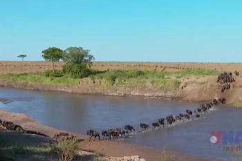 Cuộc di cư vĩ đại - Hành trình sinh tồn hoang dã