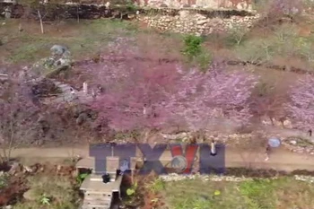 Hoa anh đào khoe sắc trên cao nguyên Mộc Châu