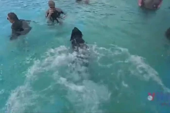 Độc đáo cuộc thi bơi dành cho chó lớn nhất nước Anh