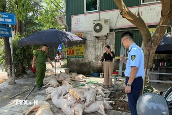 Số lợn không đảm bảo vệ sinh thú y đang được sơ chế, chuẩn bị quay nướng làm thực phẩm tại phường Đồng Tâm, thành phố Vĩnh Yên. (Ảnh: TTXVN phát)