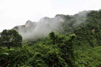 Một góc rừng trong vùng lõi Vườn quốc gia Phong Nha-Kẻ Bàng (tỉnh Quảng Trị). (Ảnh: Kha Phạm/TTXVN)