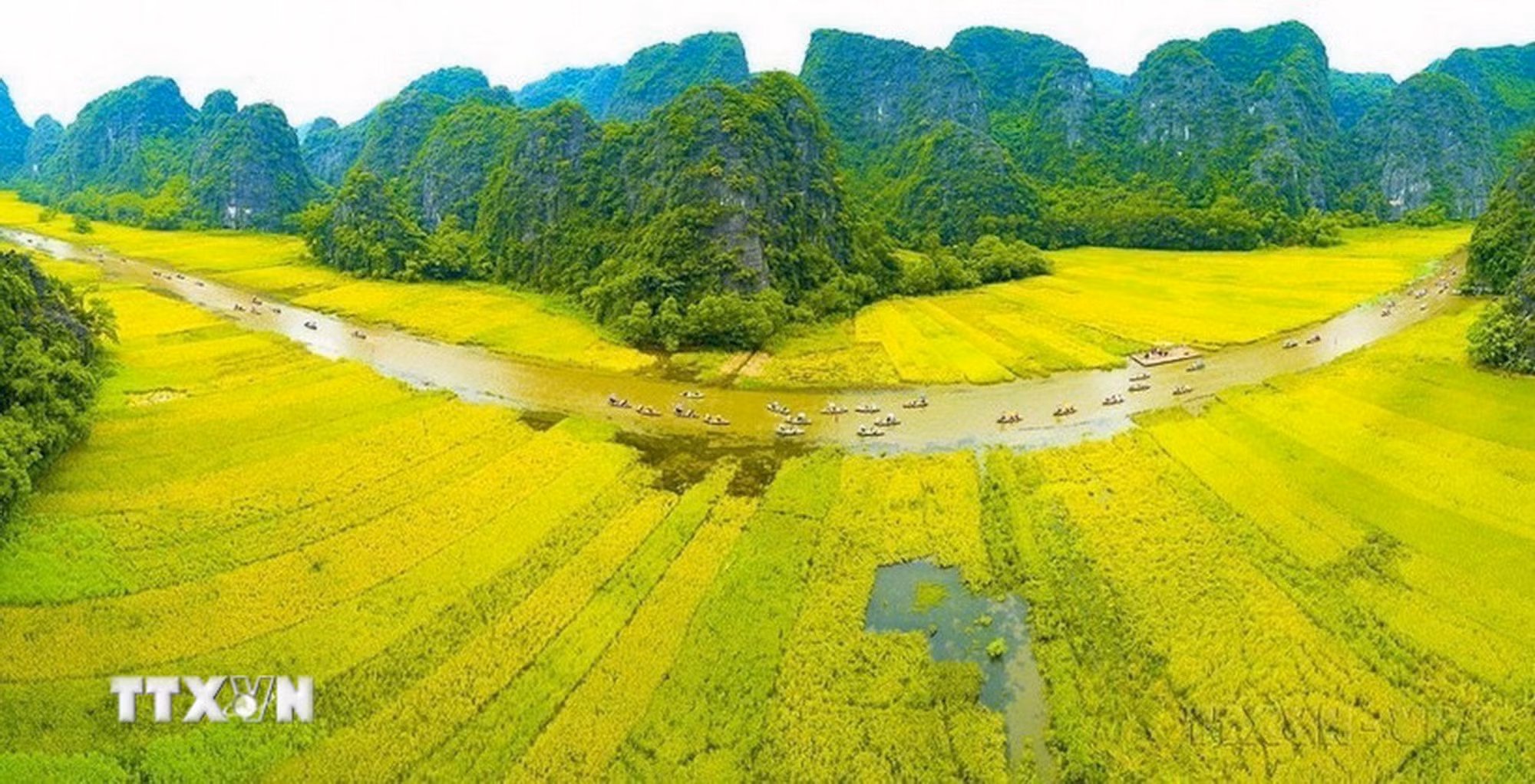 Dòng Ngô Đồng vàng rực đón du khách trong và ngoài nước về tham quan Tam Cốc – Bích Động (thuộc quần thể danh thắng Tràng An). Ảnh: Minh Đức/TTXVN 10-lua-trang-an.jpg