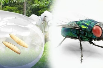 Bệnh Myiasis không lây từ người sang người mà xảy ra khi ruồi trưởng thành đẻ trứng vào vết thương hở. (Nguồn: Gobierno de Guatemala)