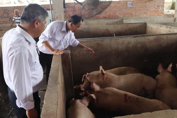 Kiểm tra khu vực lưu heo chờ giết mổ tại Cơ sở giết mổ N.Đ.H.G. (Ảnh: Nguyễn Hằng/TTXVN)