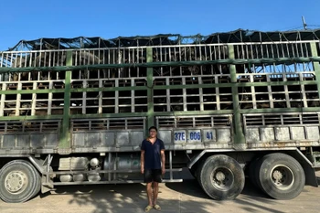 Tài xế cùng xe chở 43 con trâu không có hóa đơn, chứng từ. (Nguồn: Báo Long An)