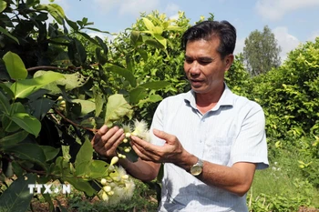 Ông Trần Văn Phục giới thiệu về giống mận (roi) Sân Tiên do chính ông lai tạo. (Ảnh: Trung Kiên/TTXVN)