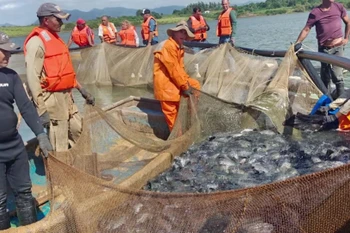 Hành trình chuyển giao công nghệ để cá rô phi Việt Nam 'bơi' sang Cuba