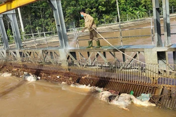 Rất nhiều xác lợn được phát hiện trên kênh.