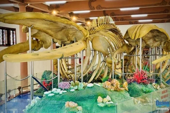 Hai bộ xương cá Ông trưng bày tại Di tích Lăng Tân, huyện Lý Sơn. (Nguồn: Báo Quảng Ngãi)