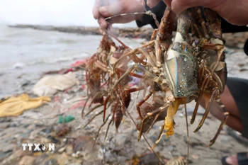 Ước tính thiệt hại trung bình của mỗi hộ nuôi lên đến vài tỷ đồng. (Ảnh: Phạm Kha/TTXVN)