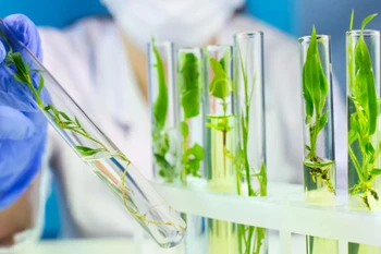 Mitraphylline tự nhiên chỉ có ở lượng rất nhỏ trong một số loài cây nhiệt đới thuộc họ càphê như Mitragyna (cây kratom) và Uncaria (móng mèo). (Nguồn: Shutterstock)