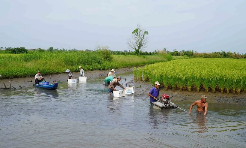 Mô hình lúa-tôm ở huyện An Minh, tỉnh Kiên Giang, là mô hình thích ứng với biến đổi khí hậu của tỉnh. (Ảnh: Văn Sĩ/TTXVN)