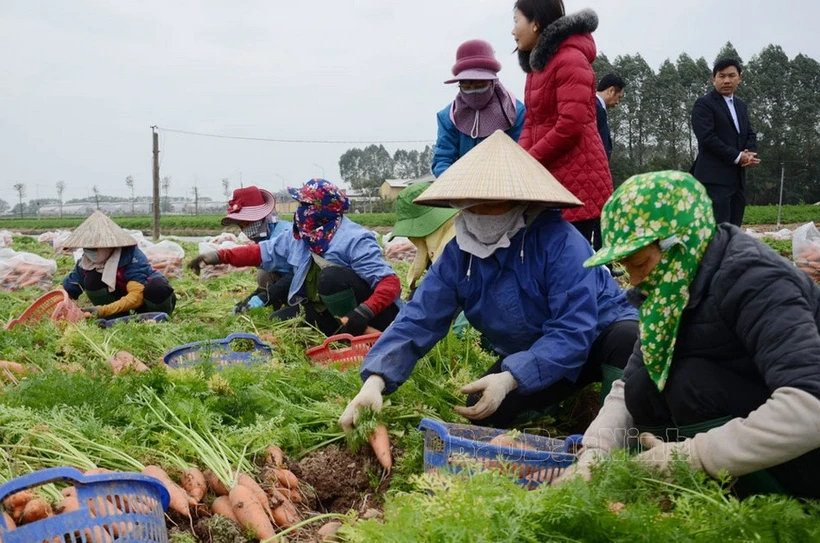 Huyện Lương Tài, Gia Bình hình thành vùng trồng cà rốt 300ha. (Nguồn: báo Bắc Ninh)