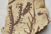 Các họa tiết thực vật từ một cuộc khai quật tại Arpachiyah (Iraq), hiện đang được lưu giữ tại Bảo tàng Anh. (Ảnh của Giáo sư Yosef Garfinkel)