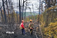 Cây cối bị thiêu rụi do cháy rừng tại British Columbia (Canada). (Ảnh: THX/TTXVN)