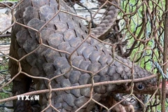 Cá thể tê tê trưởng thành, thể trạng khỏe mạnh, chiều dài 52cm và nặng hơn 5kg được người dân giao nộp cho cơ quan chức năng xã Bảo Lâm I. (Ảnh TTXVN phát)