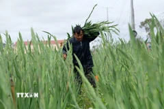 Người dân làng hoa lay ơn Hiệp An (xã Hiệp Thạnh, tỉnh Lâm Đồng) thu hoạch hoa để cung ứng cho thị trường Tết Nguyên đán 2026. (Ảnh: Nguyễn Dũng/TTXVN) 