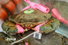 Cua Cà Mau - sản phẩm Ocop và có mã vạch. (Ảnh: Khánh Hoà/TTXVN) 