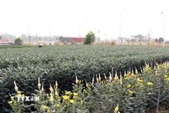 Sau lũ, người dân khôi phục sản xuất để kịp cho vụ hoa Tết. (Ảnh: Trần Trang/TTXVN)