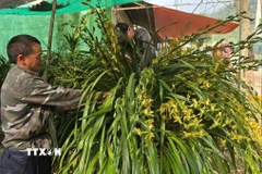 Chủ vườn chăm sóc từng chậu hoa, giúp cây ổn định nhanh chóng và nụ hoa nở đúng thời điểm, sẵn sàng cho mùa Tết. (Ảnh: Hương Thu/TTXVN)