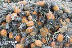 Dứa Đồng Tháp nổi tiếng với vị ngọt thanh đặc trưng được thị trường ưa chuộng. (Ảnh: Hữu Chí/TTXVN)